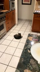 Spooked Kitty Dives Under Oven