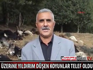 YILDIRIM DÜŞTÜ, 71 KOYUN TELEF OLDU