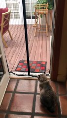 Dog and Cat Go Through Mesh Screen in Different Ways