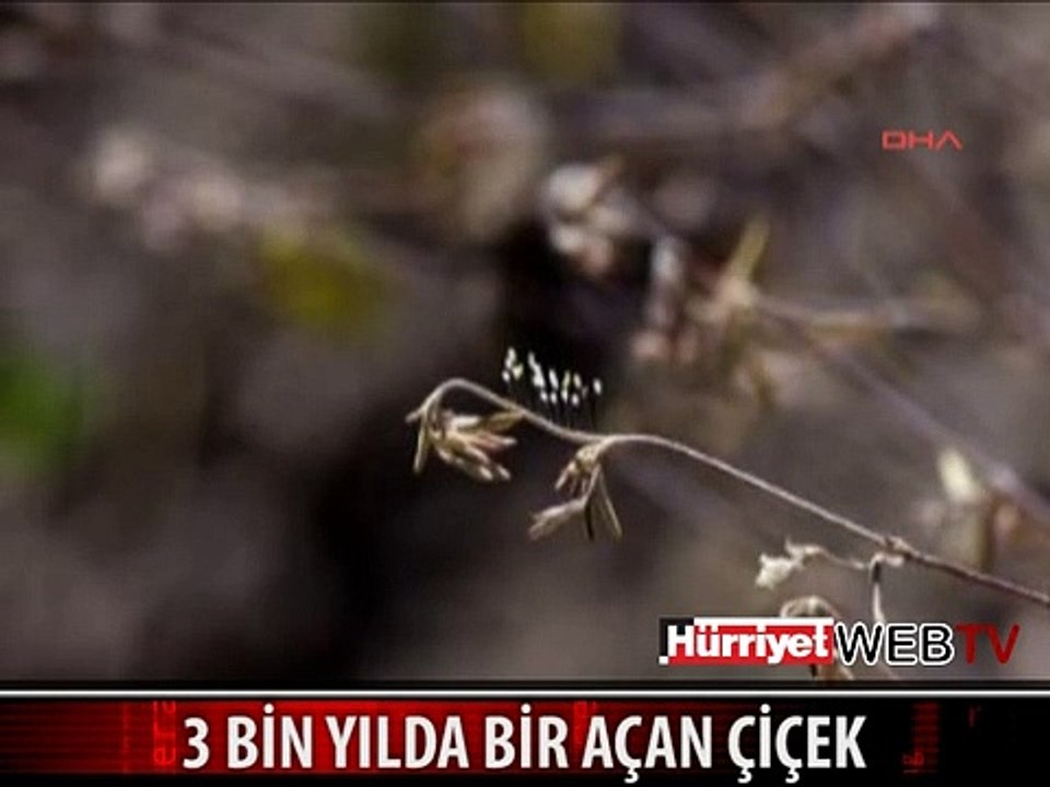 BU ÇİÇEK 3 BİN YILDA BİR AÇIYOR