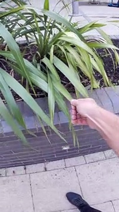 The English Grass Whistle
