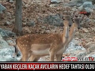 KAÇAK AVCILARIN HEDEF TAHTASI OLDULAR