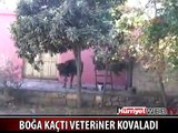 BOĞA KAÇTI VETERİNER KOVALADI