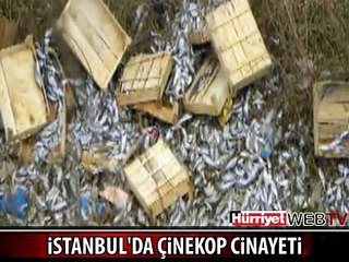 BİNLERCE ÇİNEKOPU KAYALIKLARA ATTILAR