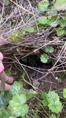 Helping Rosie the Mini Dachshund Lost in a Rabbit Hole