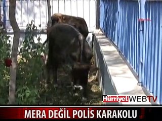 KARAKOL MERAYA DÖNDÜ