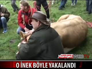 10 BİN EURO'LUK FİRARİ İNEK BÖYLE YAKALANDI