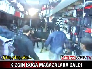 KIZGIN BOĞA MAĞAZALARA DALDI