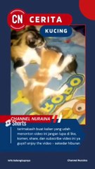 anak kucing berantem _   part 04