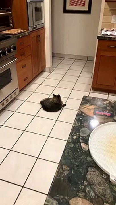 Spooked Kitty Dives Under Oven