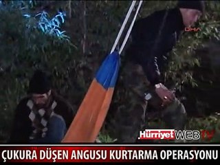 ÇUKURA DÜŞEN ANGUSU BÖYLE KURTARDILAR