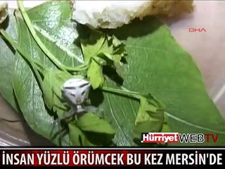 İNSAN YÜZLÜ ÖRÜMCEK MERSİN'DE DE ORTAYA ÇIKTI