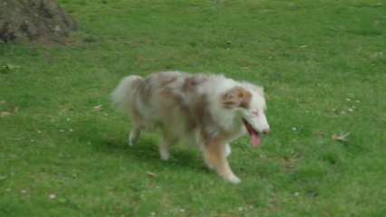 Australian Shepherd Running In The Park.