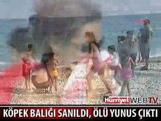 KÖPEK BALIĞI SANDILAR ÖLÜ YUNUS ÇIKTI