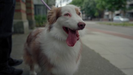 An Australian Shepherd In The City.