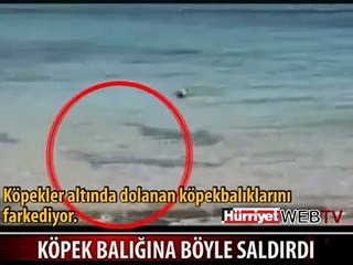 Descargar video: CESUR KÖPEK, KÖPEK BALIĞINI BÖYLE ISIRDI