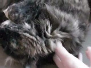 Arnold Schwarzenegger is back