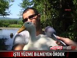 İŞTE YÜZME BİLMEYEN ÖRDEK