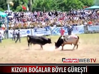 ARTVİN'DEKİ BOĞA GÜREŞLERİ NEFES KESTİ
