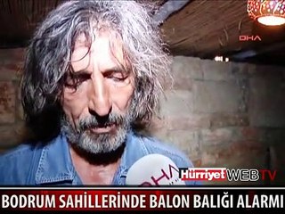 BODRUM'DA BALON BALIĞI ALARMI