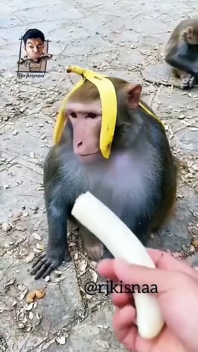 Girdhari Ki Wife Rock Kar Degi __ DUB केंद्र __ Rj Kisna Dub Kendra #shorts #monkey #behenkonaman