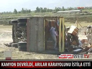 BİNLERCE ARI KARAYOLUNU İSTİLA ETTİ