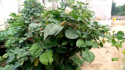 My First Vlog || My First video || Funnu videos