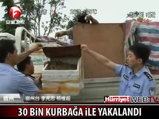 30 BİN KURBAĞA İLE KARŞILAŞINCA ŞOKE OLDULAR
