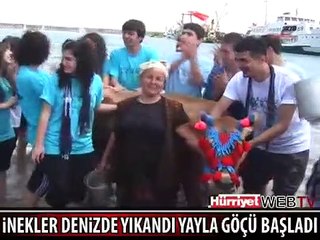 YAYLA GÖÇÜ BAŞLADI, İNEKLER DENİZDE YIKANDI