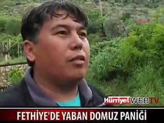 YABAN DOMUZLARI PANİK YARATTI