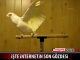 İŞTE İNTERNETİN YENİ GÖZDESİ