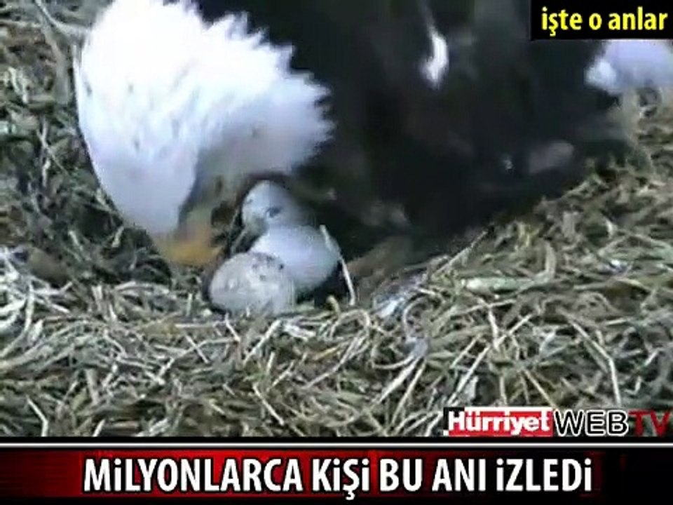 AMERİKA YAVRU KARTALLARI İZLEDİ
