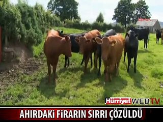 İŞTE İNEKLERİN BÜYÜK ZEKASI