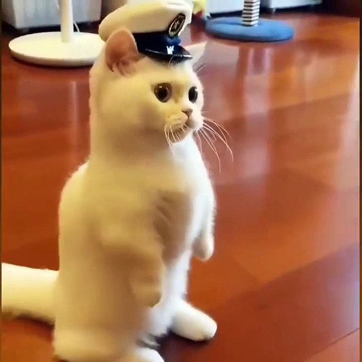 pialot cat