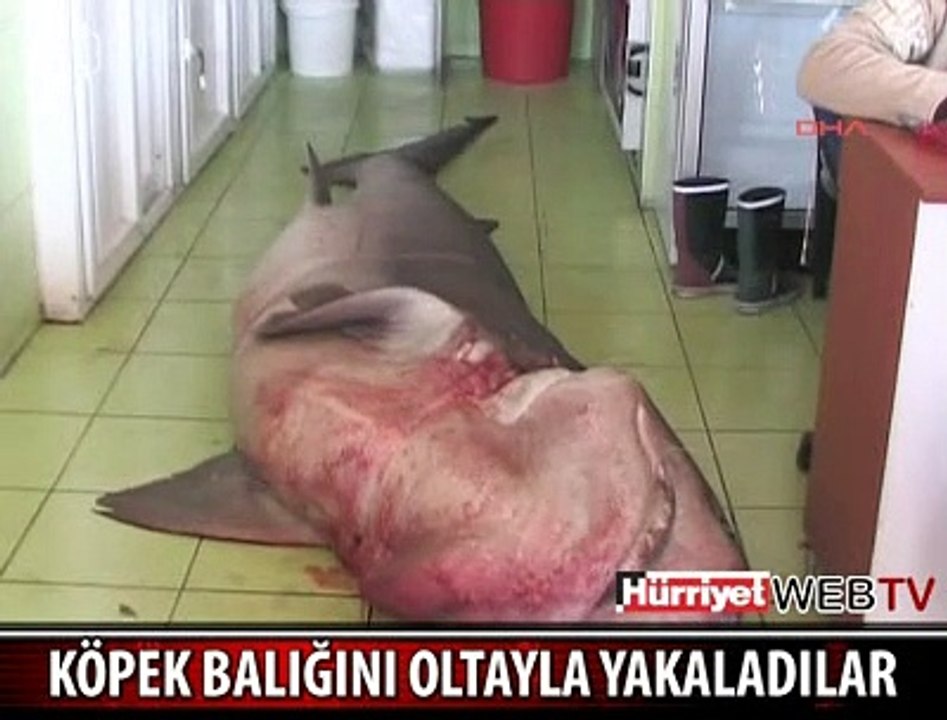 MARMARİS'TE DEV KÖPEK BALIĞI YAKALANDI