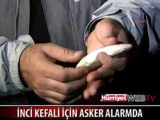 BU BALIĞA GECE GÖRÜŞLÜ KORUMA