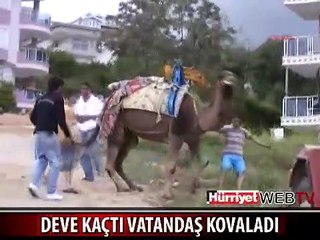DEVE KAÇTI VATANDAŞ KOVALADI