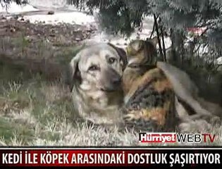 KEDİYLE KÖPEĞİN ŞAŞIRTAN DOSTLUĞU
