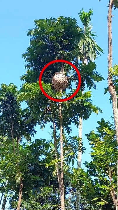 How to breaking the house of Bhimrul