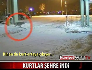 KURTLAR SİVAS SOKAKLARINA İNDİ