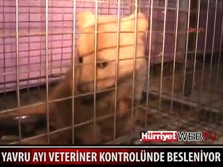 YAVRU AYI VETERİNER KONTROLÜNDE BESLENİYOR