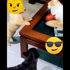 Funny Animal Videos 2022 |  Funniest Dogs Best funny Dogs videos 2022 | Funny dogs 