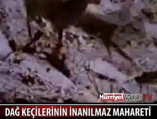 DAĞ KEÇİLERİNİN İNANILMAZ SIÇRAMASI