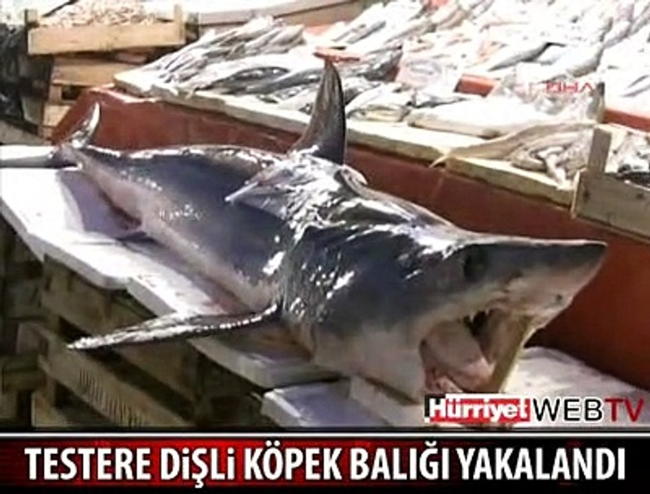 İŞTE TESTERE DİŞLİ KÖPEK BALIĞI