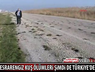 KARACABEY'DE ESRARENGİZ KUŞ ÖLÜMLERİ