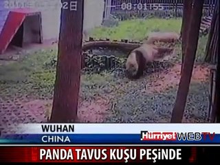 VAHŞİ PANDA BÖYLE ÖLDÜRDÜ