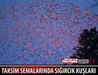 TAKSİM'DE KUŞLARIN MUHTEŞEM DANSI