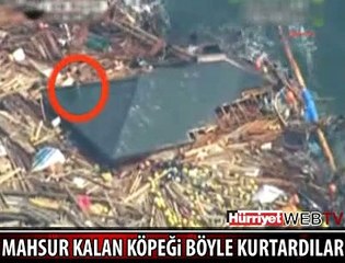 MAHSUR KALAN KÖPEĞİ BÖYLE KURTARDILAR