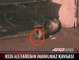 KEDİ İLE FARENİN BÜYÜK KAVGASI