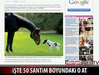 İŞTE DÜNYANIN EN KÜÇÜK ATI